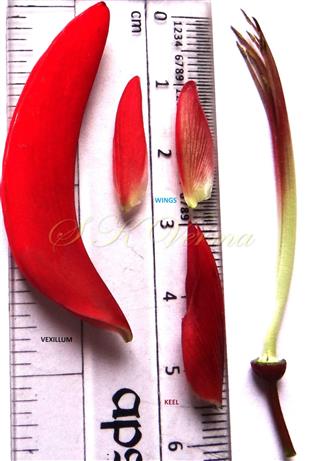  Flower parts